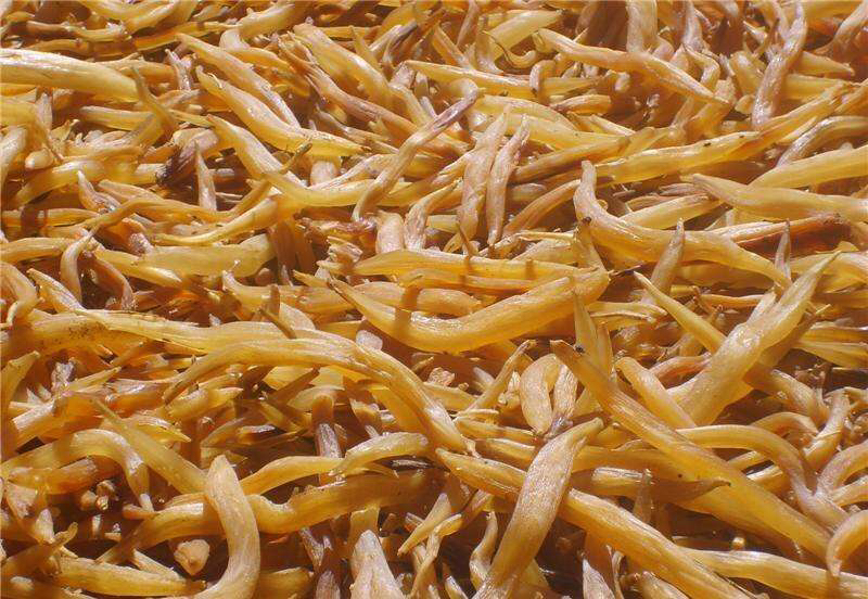 中药材天门冬种植,中药材天门冬啥样