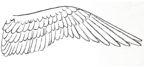 工笔禽鸟技法视频,工笔鸟翅膀画法