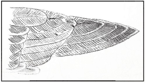 工笔禽鸟技法视频,工笔鸟翅膀画法