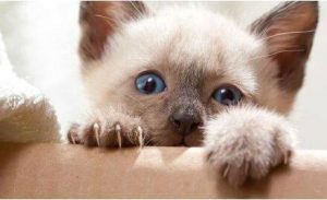 猫咪不让剪毛球怎么办,怎样给猫咪剪指甲不抓人