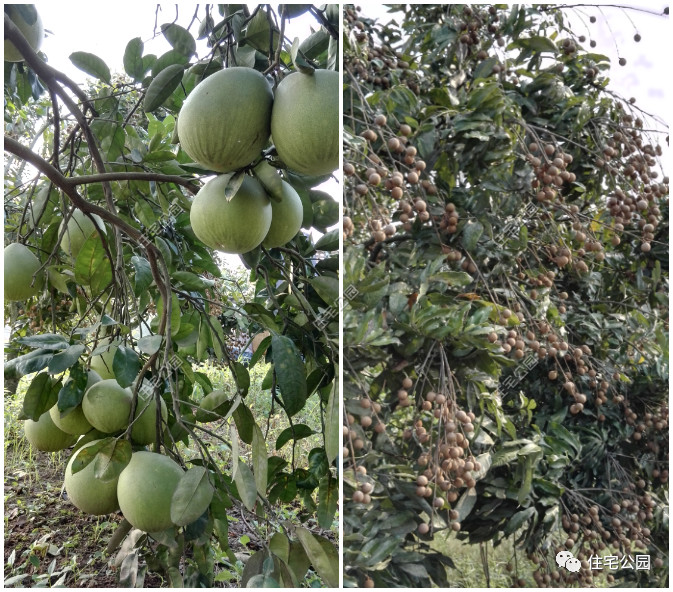 农村人养老还是一层好,四川小伙28万为父母建三合院,美到没邻居