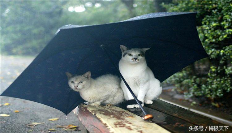 中国游客在日本被指吃相难看,中国游客抱怨日本厕所