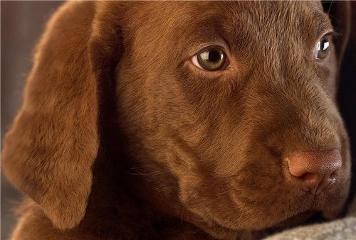 狗狗不喝水会得尿结石吗,狗狗尿结石不爱喝水怎么回事