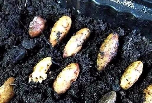 35一斤的大山竹,吃完了“核”扔花盆里,就算不结,赏个叶也行