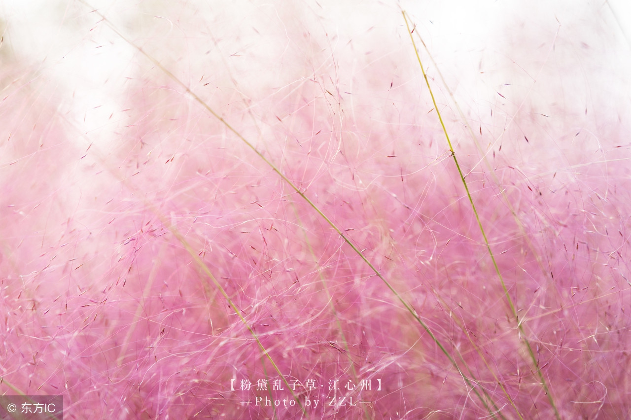 期待已久的网红粉黛乱子草,网红粉黛乱子草自然的美无处不在