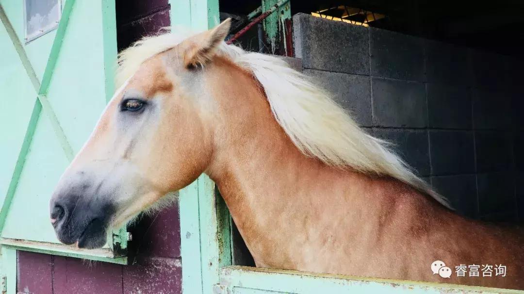 睿富文旅｜为纪念母亲和发展日本畜牧业而建的MotherFarm