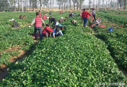 草莓高产栽培全程的17大核心问题，你能解决哪几个？深喉揭秘！