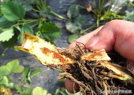 草莓高产栽培全程的17大核心问题，你能解决哪几个？深喉揭秘！