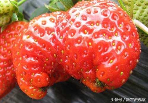 草莓高产栽培全程的17大核心问题，你能解决哪几个？深喉揭秘！