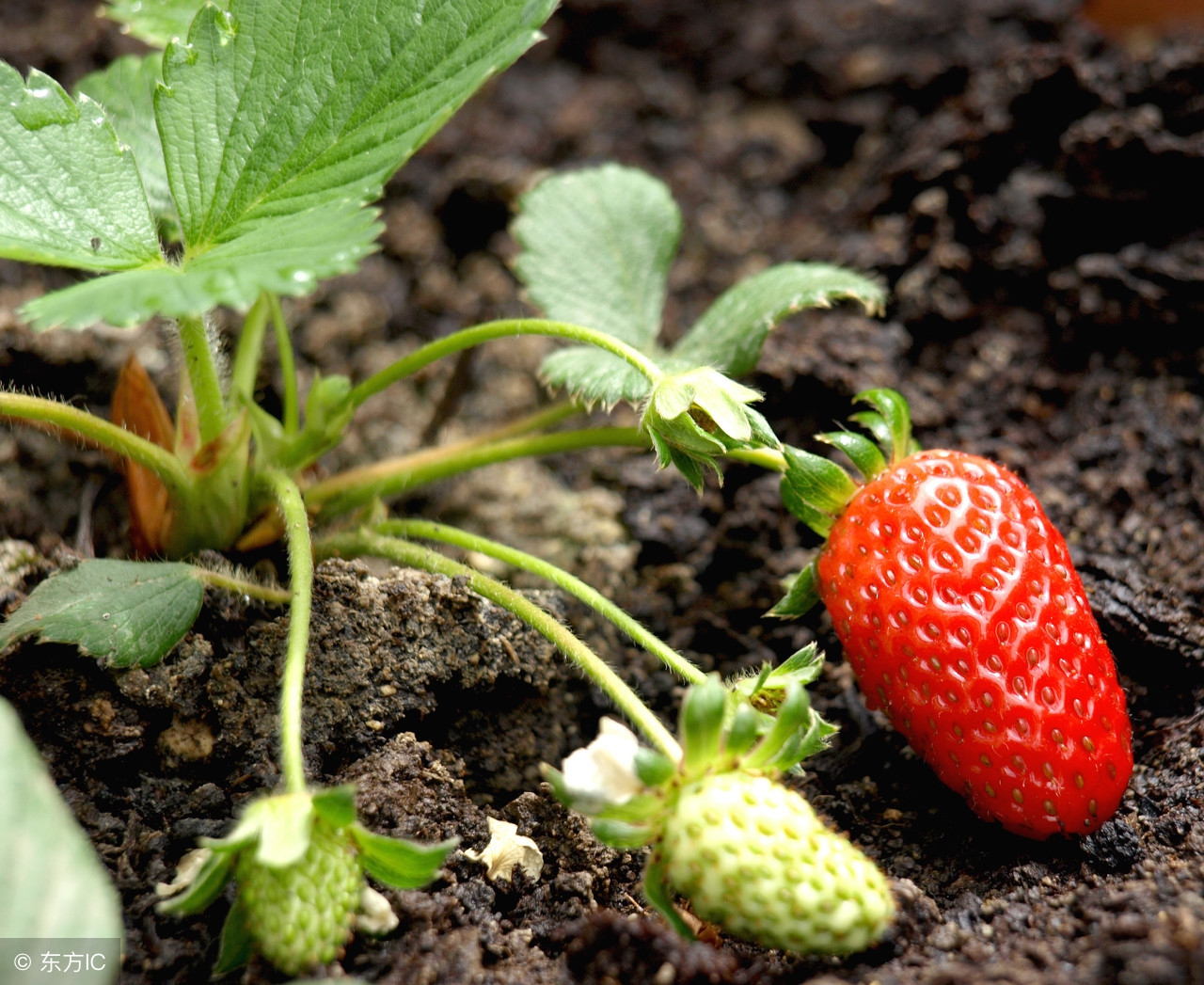 草莓高产栽培全程的17大核心问题，你能解决哪几个？深喉揭秘！