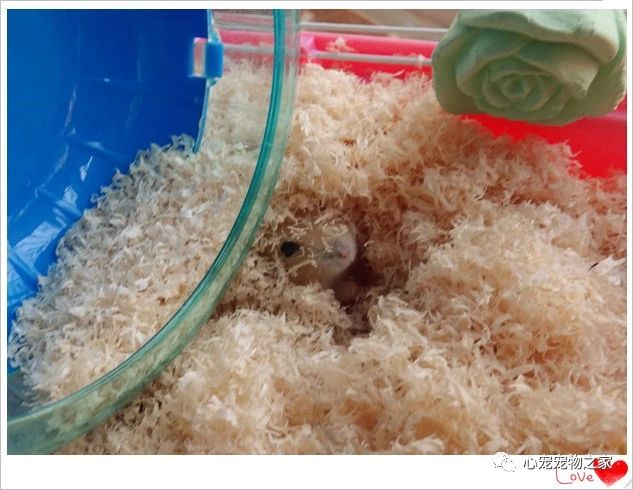 小仓鼠的故事大全视频,儿童睡前故事小仓鼠的故事