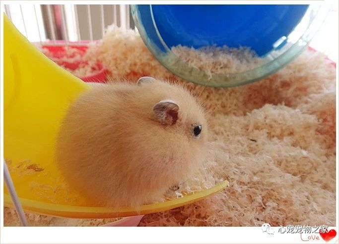 小仓鼠的故事大全视频,儿童睡前故事小仓鼠的故事