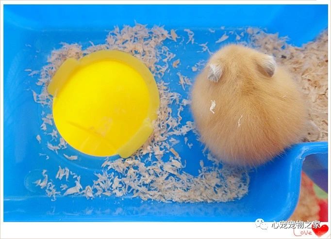 小仓鼠的故事大全视频,儿童睡前故事小仓鼠的故事