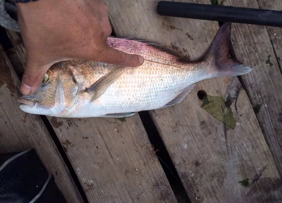 海钓最大的收获,海钓过足瘾