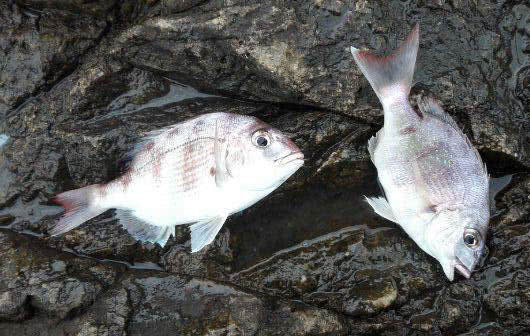 海钓最大的收获,海钓过足瘾
