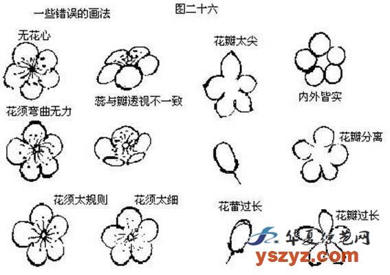 国画基础梅花的几种画法,徐湛国画梅花的画法视频