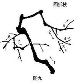 国画基础梅花的几种画法,徐湛国画梅花的画法视频