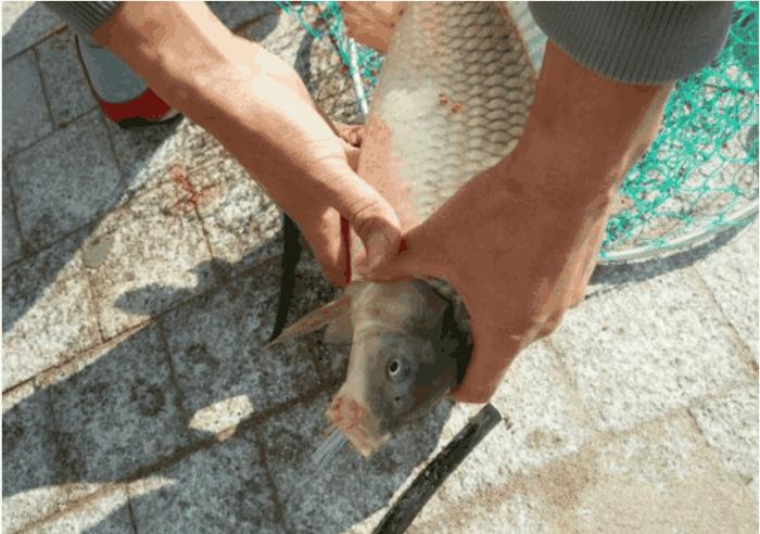 钓鱼钓到外来物种,钓鱼钓到外来入侵物种