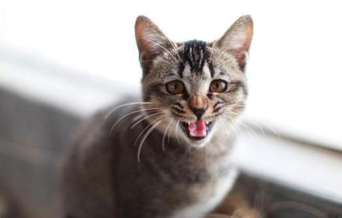 猫咪咬人抓人怎么纠正,猫咪咬人抓人怎么训练