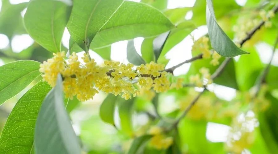 我爱辽北（散文）