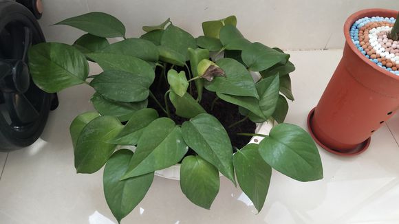 把醋添加在水里浇花好吗,用啤酒和醋浇花多长时间用一次