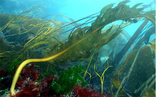 中药材昆布与昆布区别,中药材昆布可以食用吗