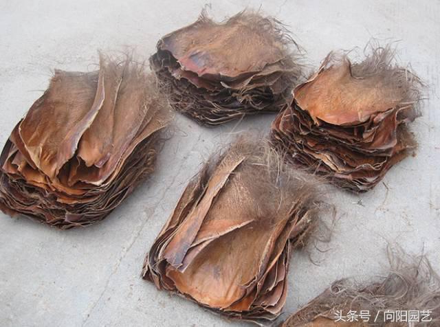 养花首先要养土,养花先养根合理的配土很重要