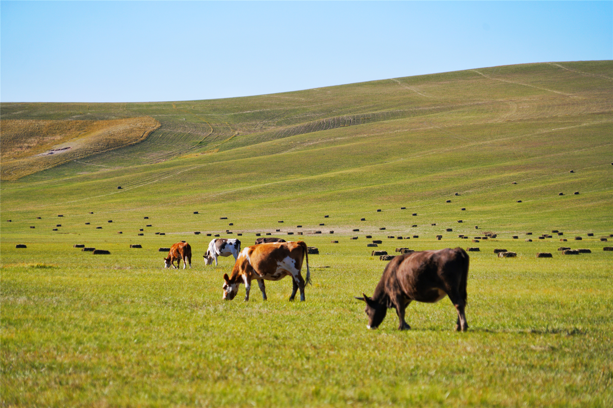 锡林郭勒大草原冬天旅游攻略,锡林郭勒大草原旅游攻略全部