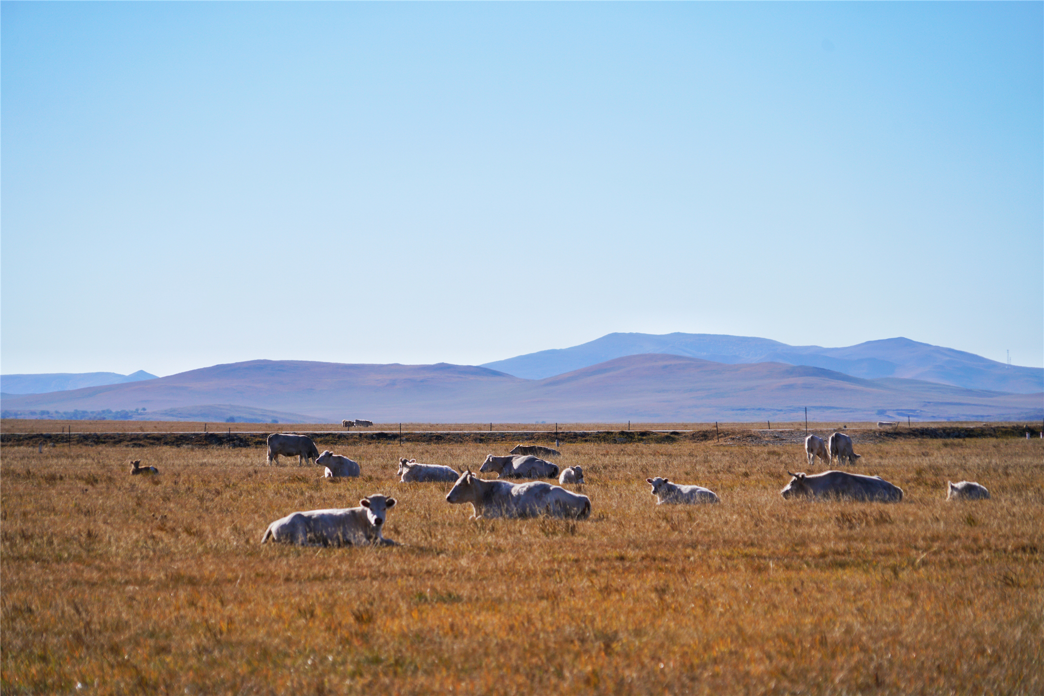 锡林郭勒大草原冬天旅游攻略,锡林郭勒大草原旅游攻略全部