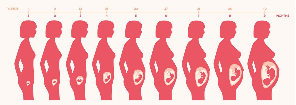 孕妇怀孕孩子成长过程,胎儿成长发育过程视频完整版