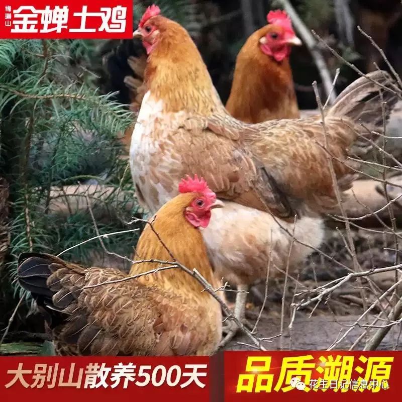 聚划算限时折扣,10月聚划算直播