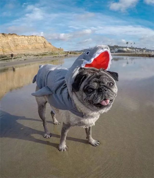 巴哥自带苦瓜脸,为什么巴哥老是愁眉苦脸