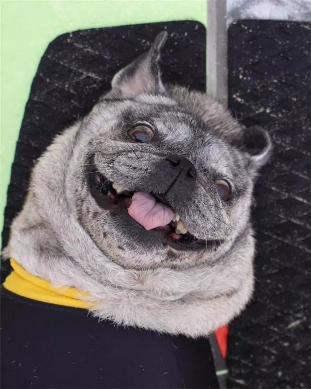 巴哥自带苦瓜脸,为什么巴哥老是愁眉苦脸