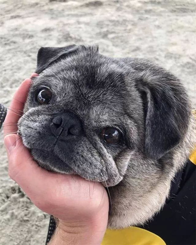 巴哥自带苦瓜脸,为什么巴哥老是愁眉苦脸