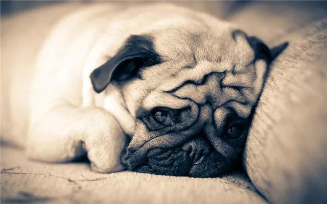 巴哥自带苦瓜脸,为什么巴哥老是愁眉苦脸