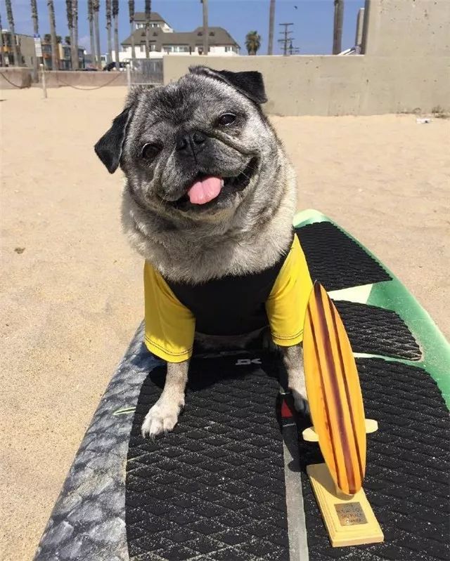 巴哥自带苦瓜脸,为什么巴哥老是愁眉苦脸