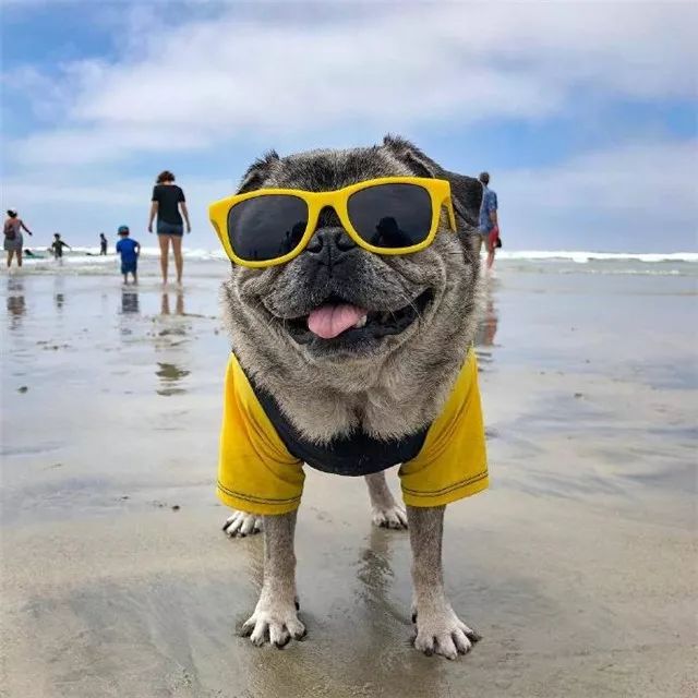 巴哥自带苦瓜脸,为什么巴哥老是愁眉苦脸