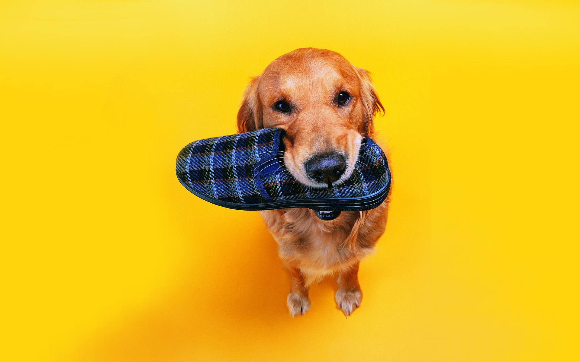 和狗狗玩耍时老是用嘴咬怎么纠正,怎么对付狗狗咬人