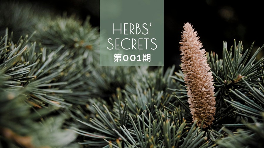 大西洋雪松精油为什么臭,雪松精油和大西洋雪松精油的区别