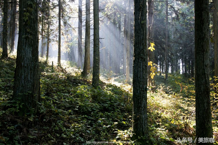 重庆旅游必去景点排名前十的地方,重庆一日游必去十大网红