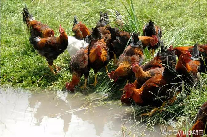 「大吉大利今晚吃鸡」草原红玉鸡草原散养180天吃一口忘不掉