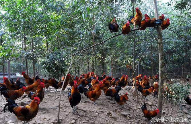 「大吉大利今晚吃鸡」草原红玉鸡草原散养180天吃一口忘不掉