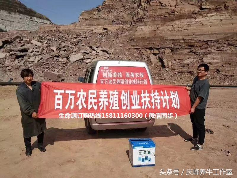 给牛人工授精完成后续注意事项,给牛人工授精需要注意什么