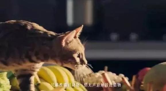 休闲反差文案,反差文案短句