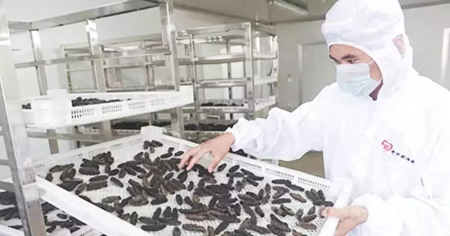 好当家即食海参质量怎么样,品质好的海参排名