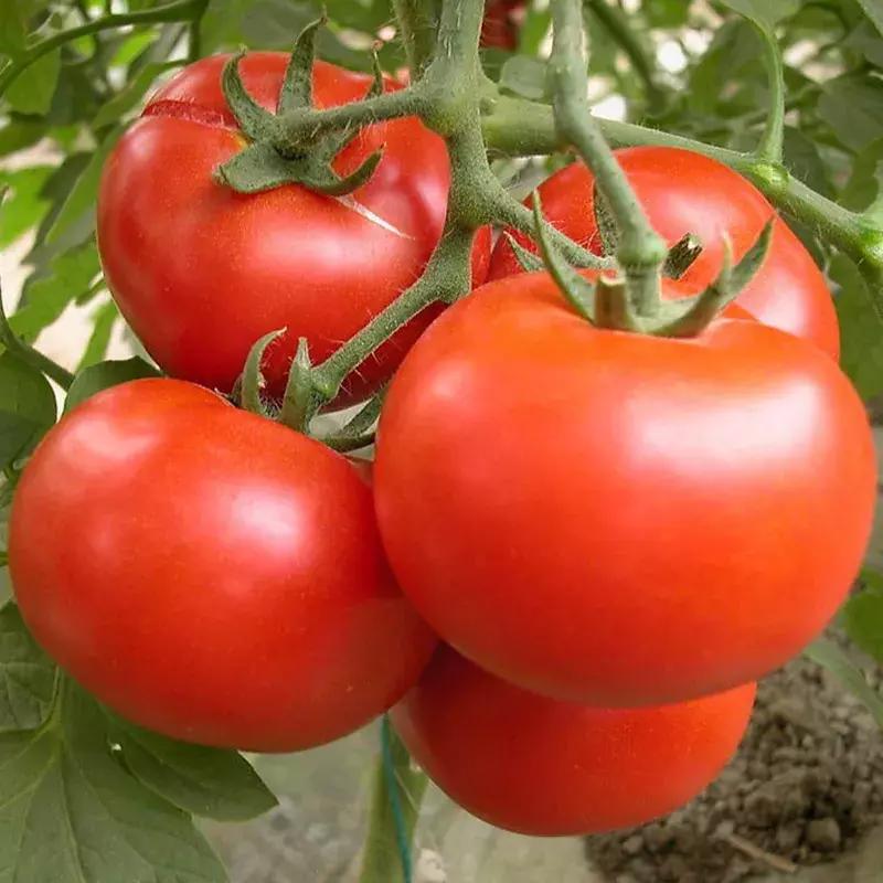 河南一年四季种植蔬菜时间表,内蒙古包头地区种植蔬菜的时间表