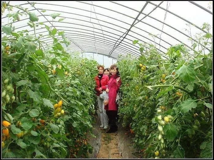 河南一年四季种植蔬菜时间表,内蒙古包头地区种植蔬菜的时间表