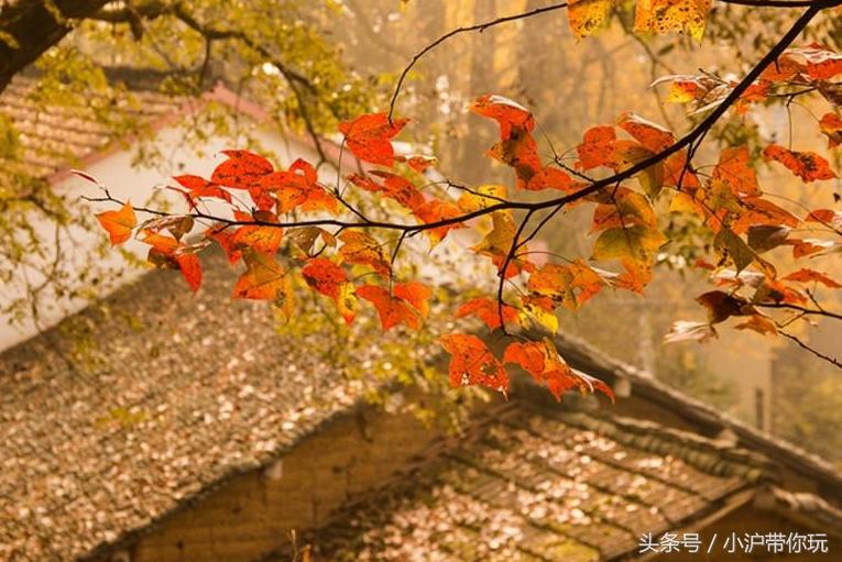 上海周边自驾免费景点推荐,上海周边一日自驾游自然风景
