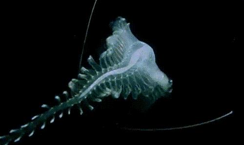 海洋探秘资料,海洋探秘鲨鱼