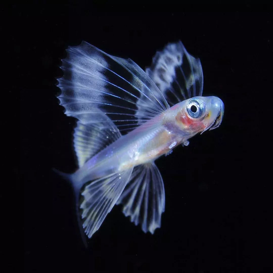 海洋探秘资料,海洋探秘鲨鱼